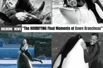 Watch LIVE: The Unimaginable Final Moments of Dawn Brancheau as SeaWorld’s Orca Turns Deadly—Inside the Real-Horror Incident That Left Experts and Audiences in Disbelief, and the Chilling Truth Behind What Really Happened That Tragic Day!